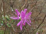 Rhododendron canadense. Соцветие. ФРГ, Нижняя Саксония, Ольденбург, ботанический сад Ольденбургского университета. 7 апреля 2007 г.