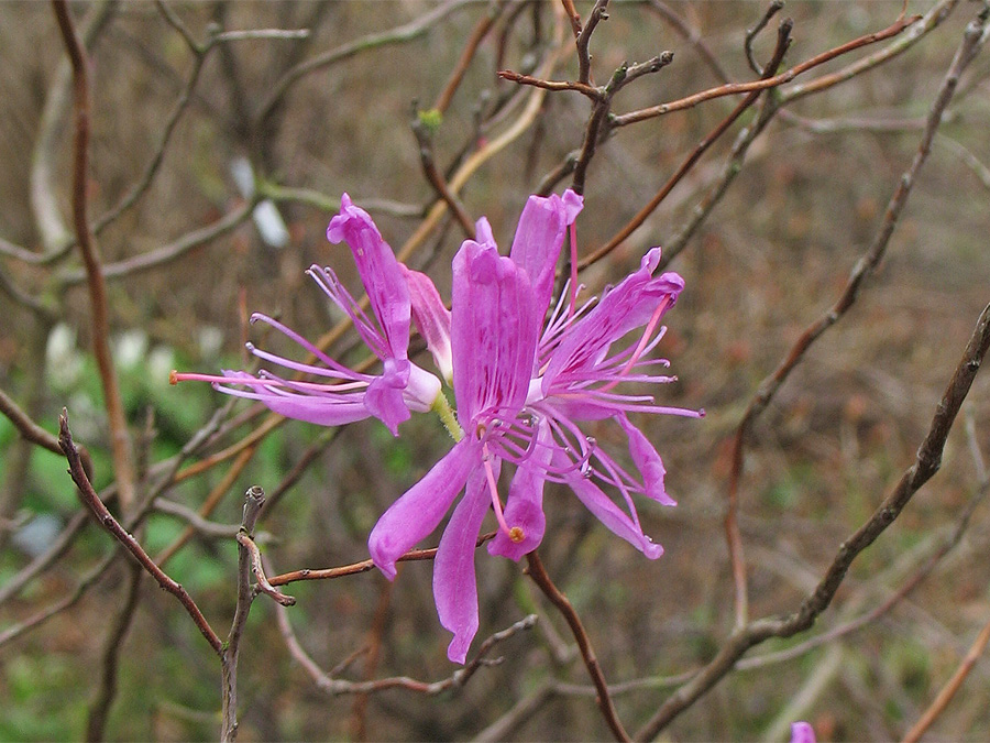 Изображение особи Rhododendron canadense.