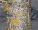 Fraxinus oxycarpa. Средняя часть ствола молодого дерева. Германия, г. Кемпен, в озеленении улицы у детской площадки. 22.03.2013.