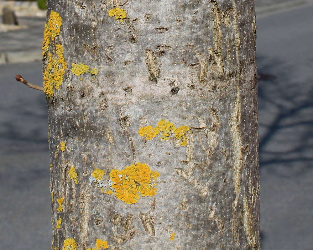 Изображение особи Fraxinus oxycarpa.