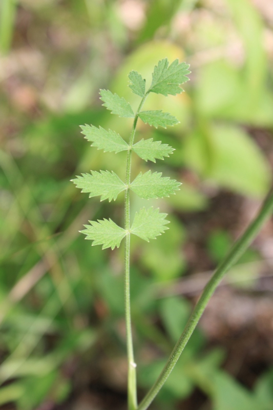 Изображение особи Pimpinella nigra.