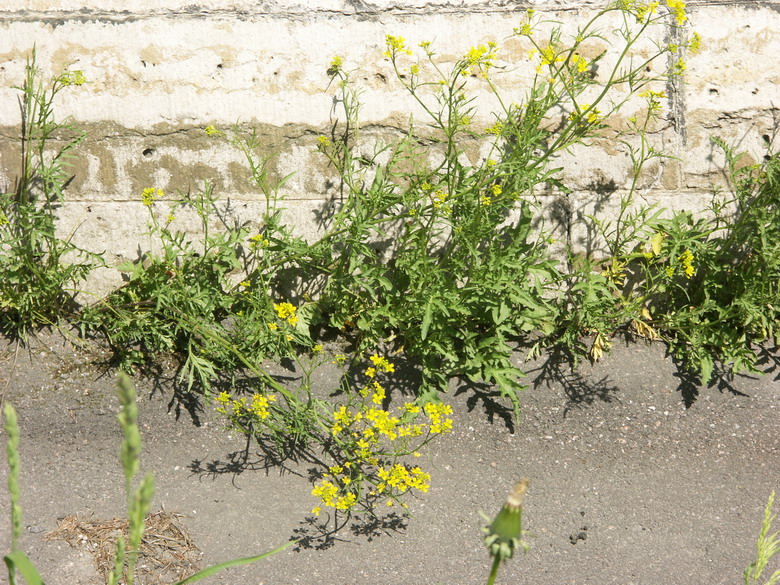 Image of Rorippa sylvestris specimen.