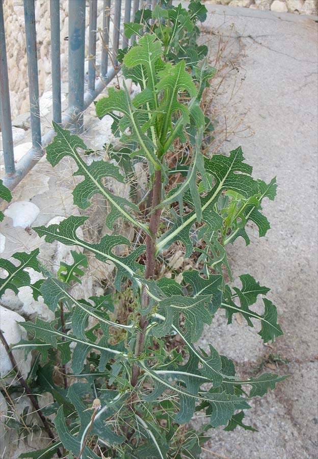 Image of Lactuca serriola specimen.