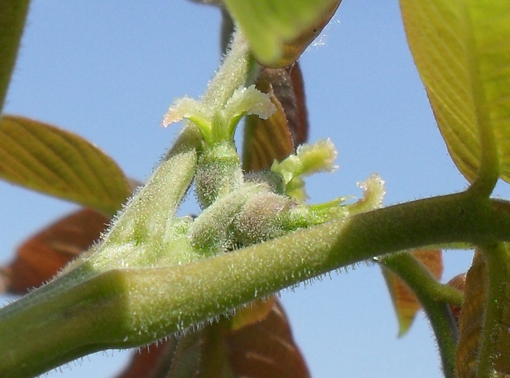 Изображение особи Juglans regia.