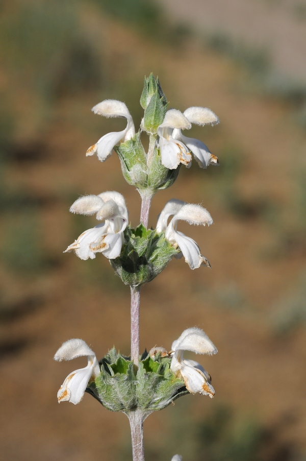 Image of Phlomoides iliensis specimen.