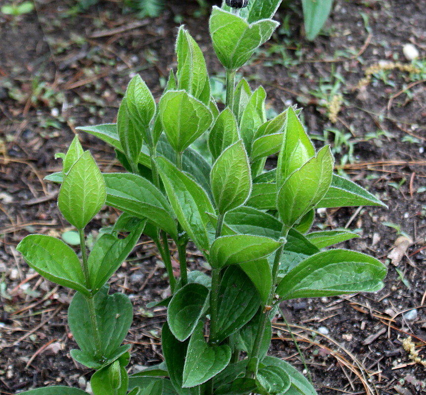Изображение особи Clematis integrifolia.