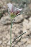 Convolvulus sericocephalus