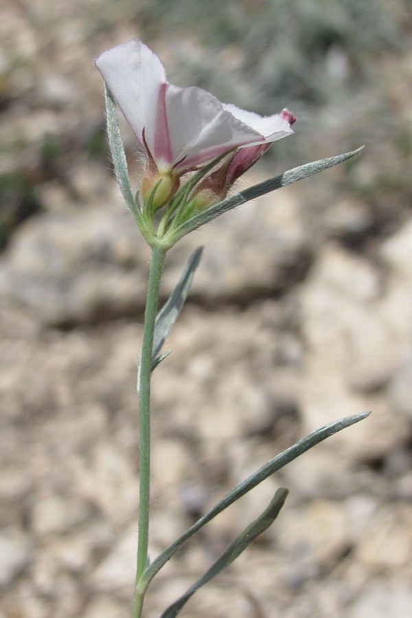 Image of Convolvulus sericocephalus specimen.