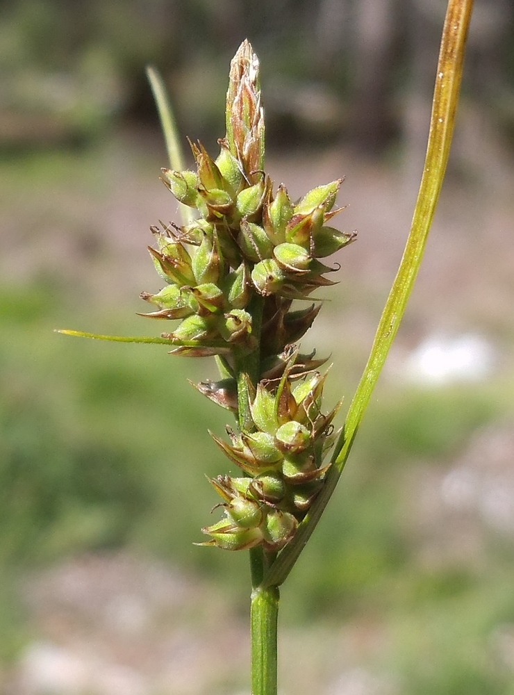 Изображение особи Carex pilulifera.