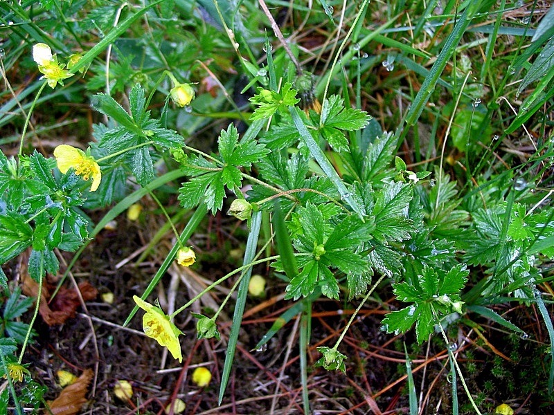 Изображение особи Potentilla erecta.