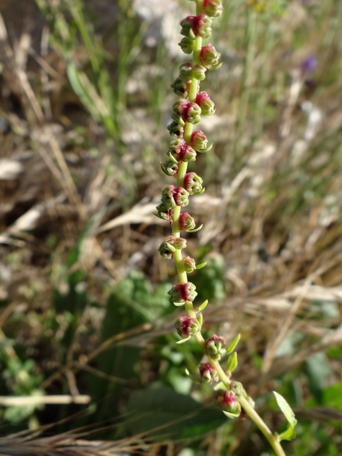 Image of Beta maritima specimen.