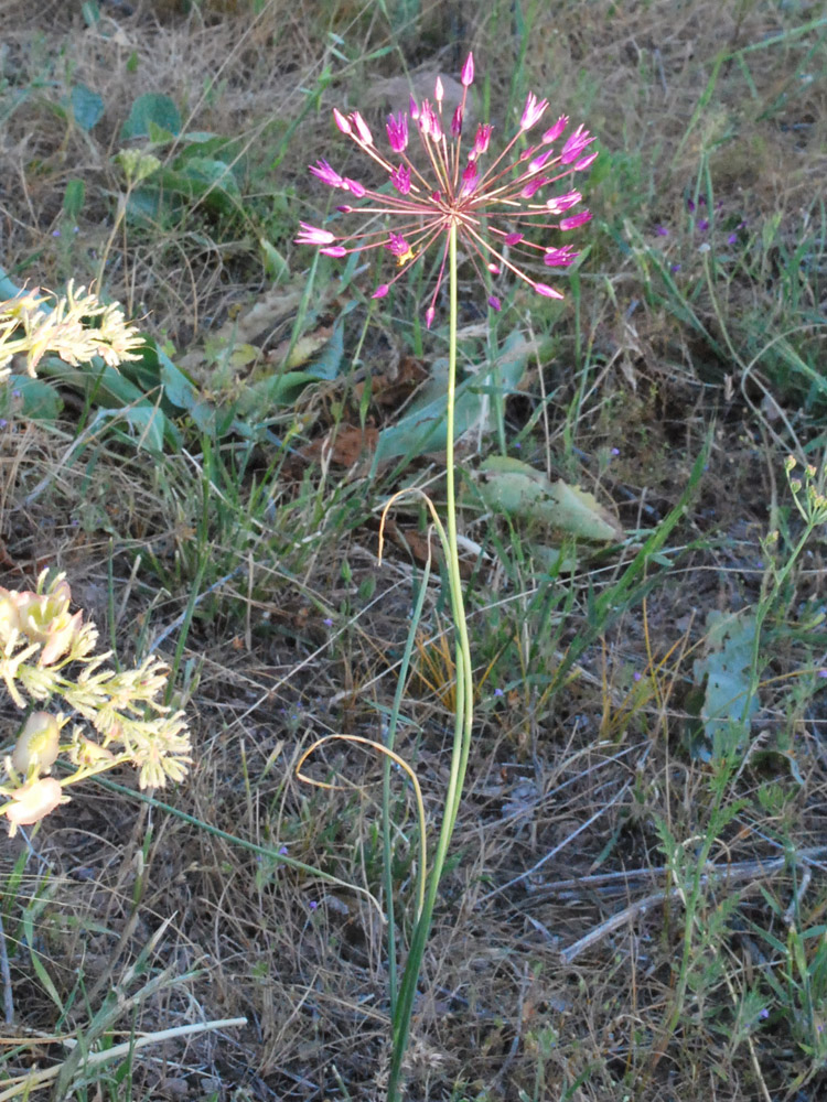 Изображение особи Allium longiradiatum.