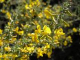 Caragana pumila