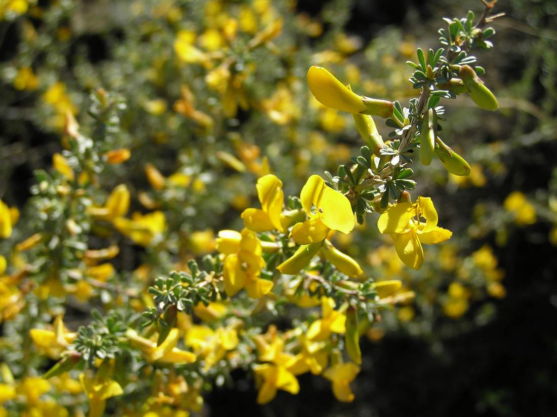Image of Caragana pumila specimen.