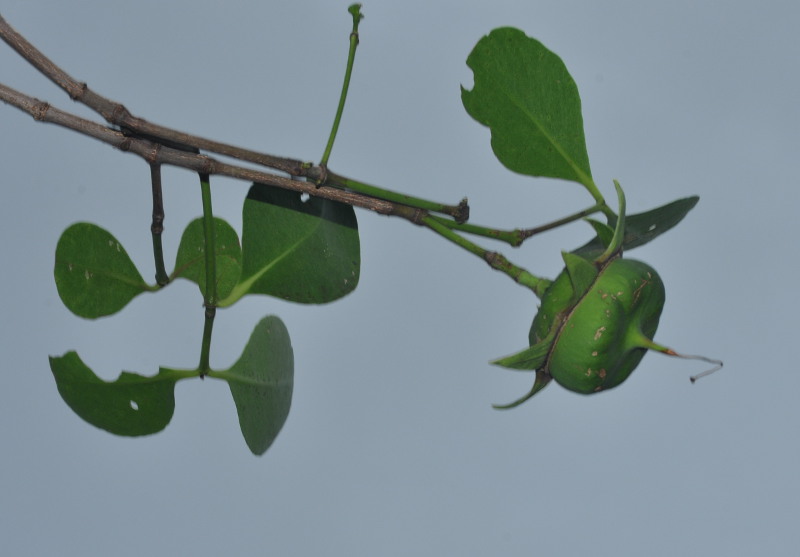 Image of Sonneratia alba specimen.