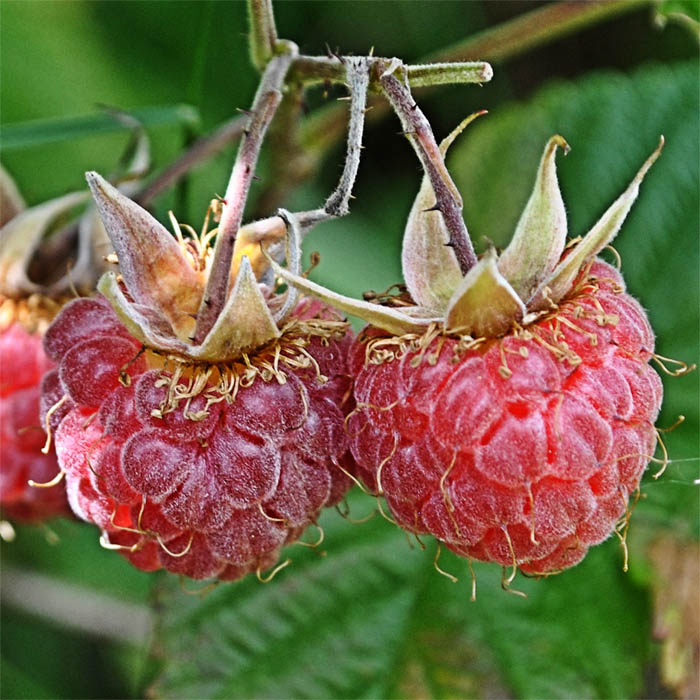 Изображение особи Rubus idaeus.