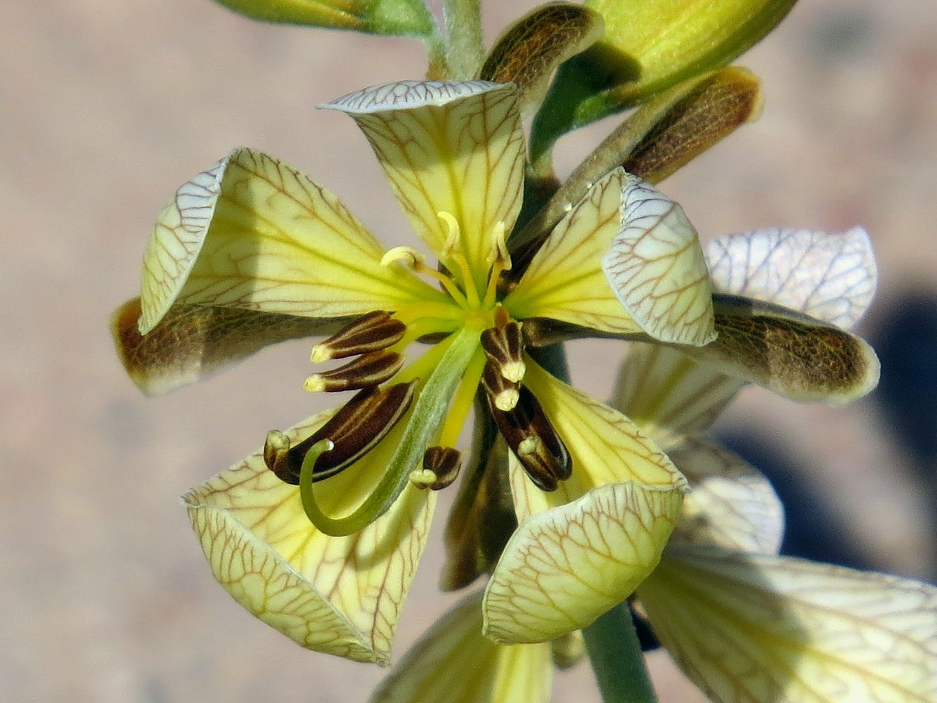 Image of Senna italica specimen.