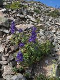 Delphinium caucasicum