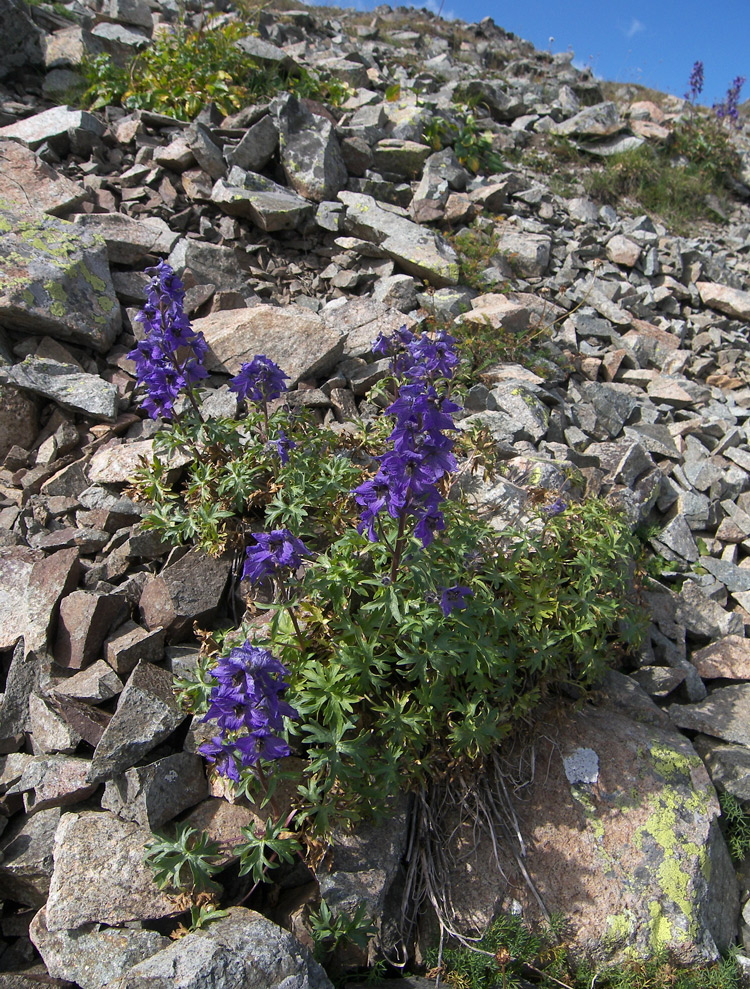 Изображение особи Delphinium caucasicum.