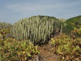 Opuntia dillenii