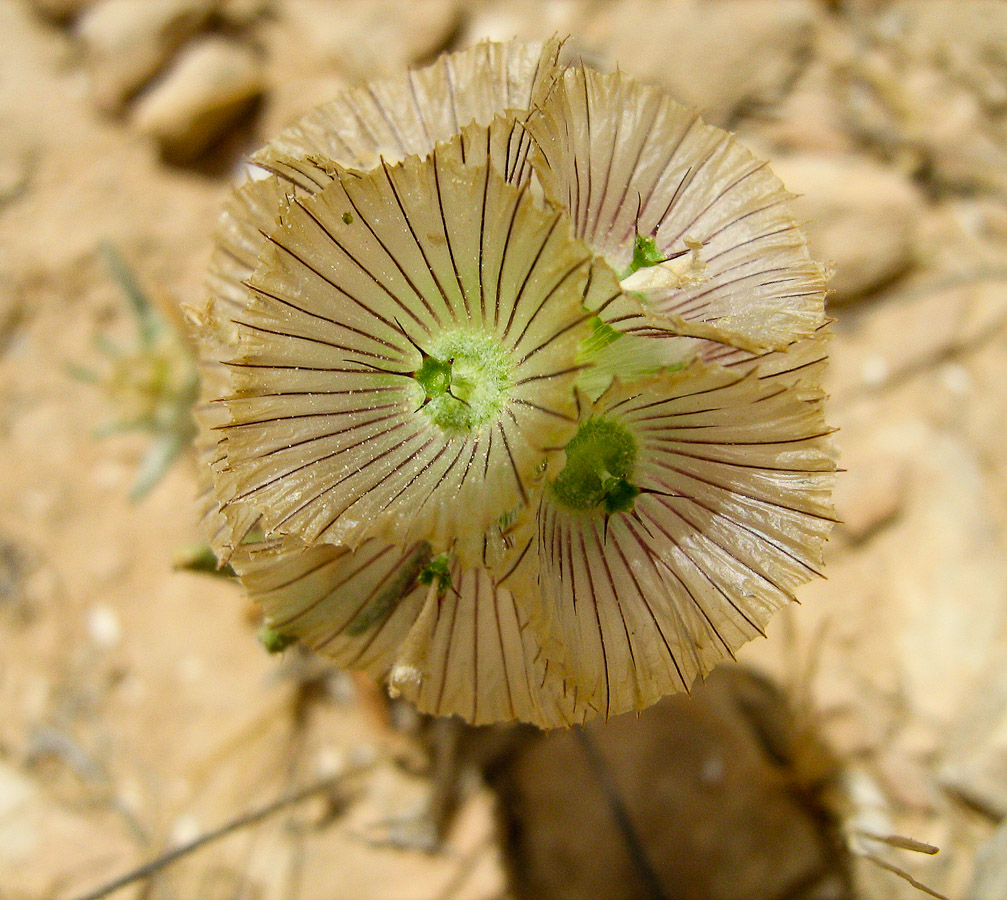 Изображение особи Lomelosia porphyroneura.
