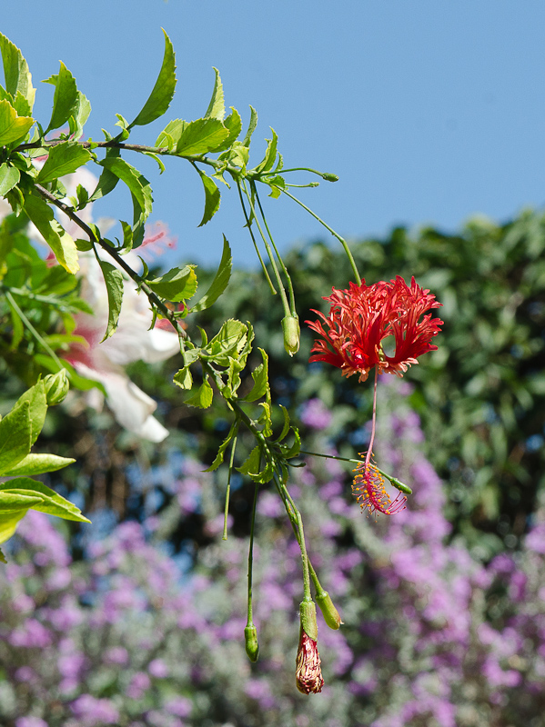 Изображение особи Hibiscus schizopetalus.