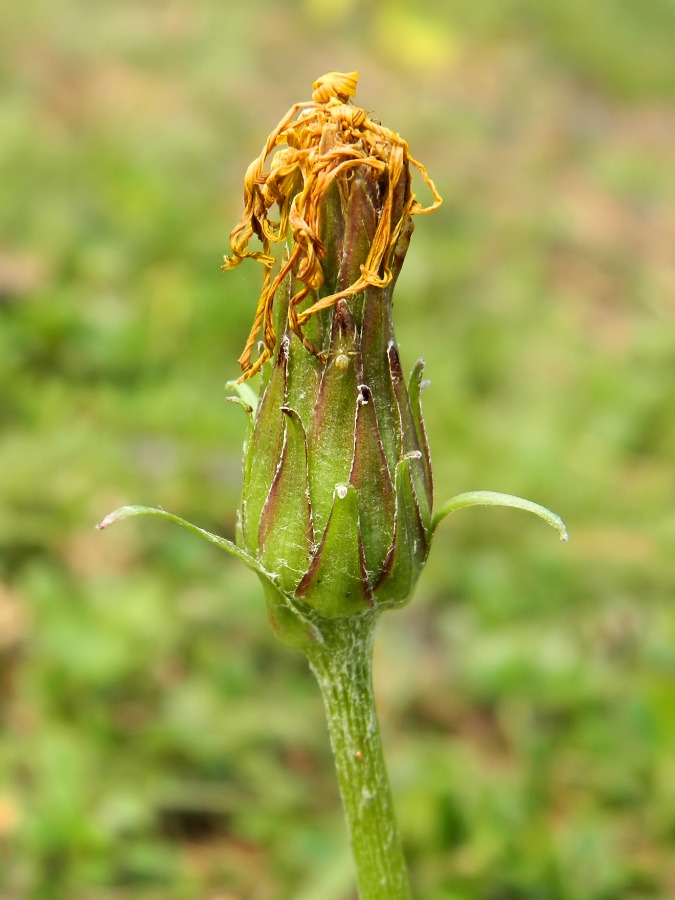 Image of Scorzonera radiata specimen.