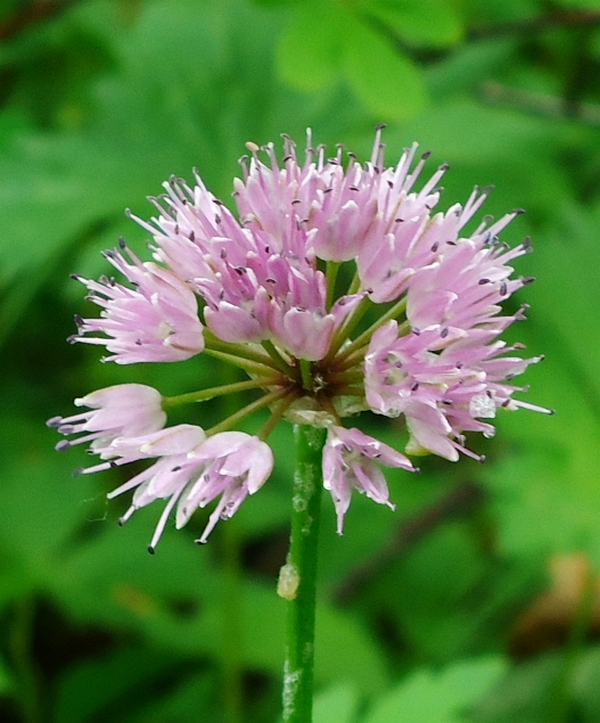 Image of Allium strictum specimen.