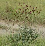 Sanguisorba officinalis. Цветущее растение. Иркутская обл., окр. Иркутска, луг. 30.07.2013.