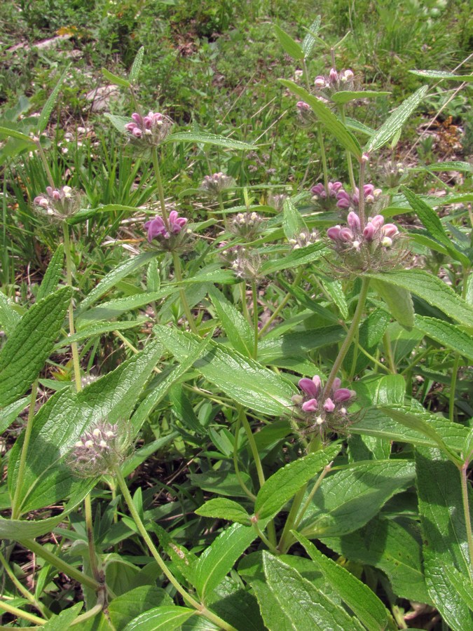 Image of Phlomis pungens specimen.