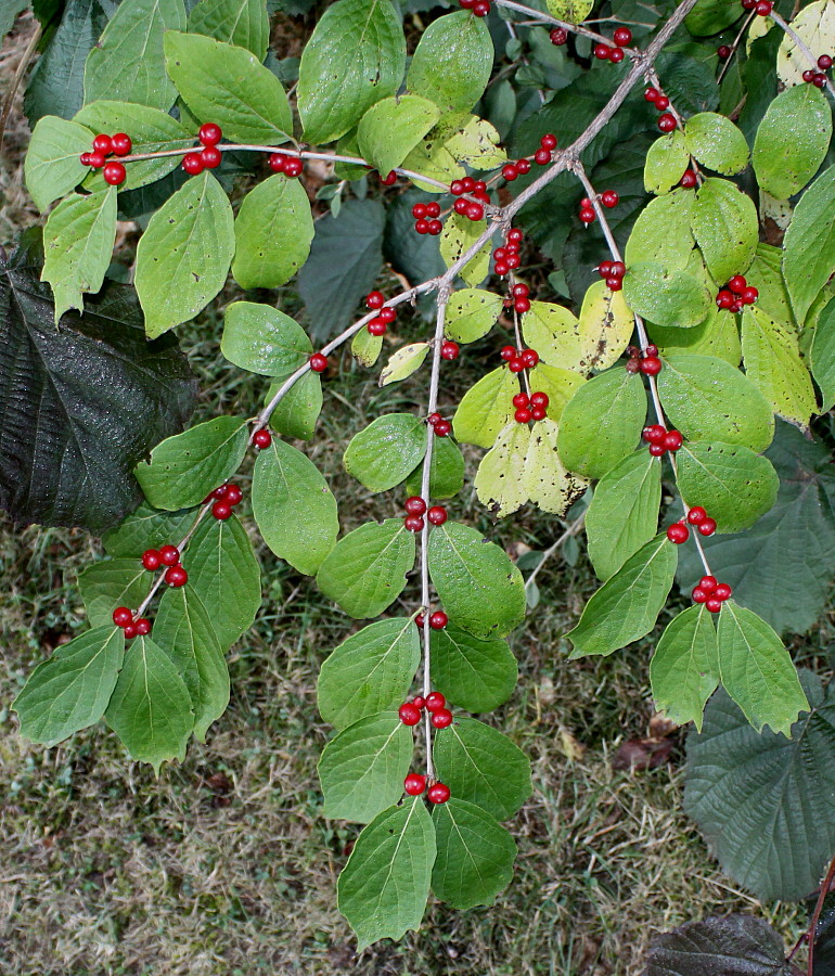Image of genus Lonicera specimen.