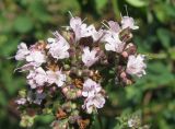 Origanum vulgare. Часть соцветия. Украина, г. Запорожье, западный берег оз. Кушугум. 16.07.2011.