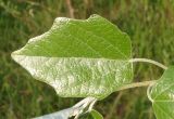 Populus alba. Лист. Украина, г. Запорожье, балка между Космическим мкрн. и Опытной станцией. 03.05.2013.