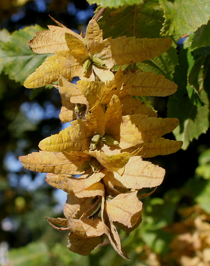 Изображение особи Carpinus betulus.