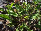 Rumex acetosa