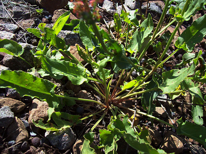 Image of Rumex acetosa specimen.