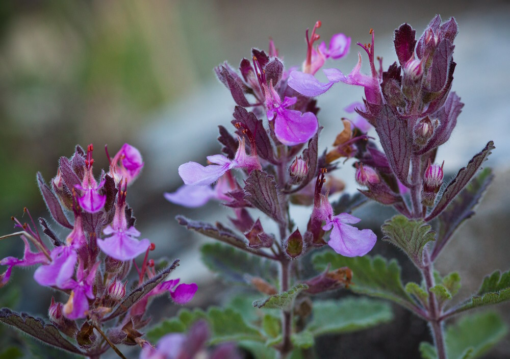 Image of Teucrium chamaedrys specimen.