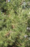 Pinus pityusa. Ветви. Черноморское побережье Кавказа, г. Новороссийск, в культуре. 15 декабря 2013 г.
