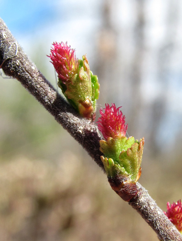 Image of Betula nana specimen.