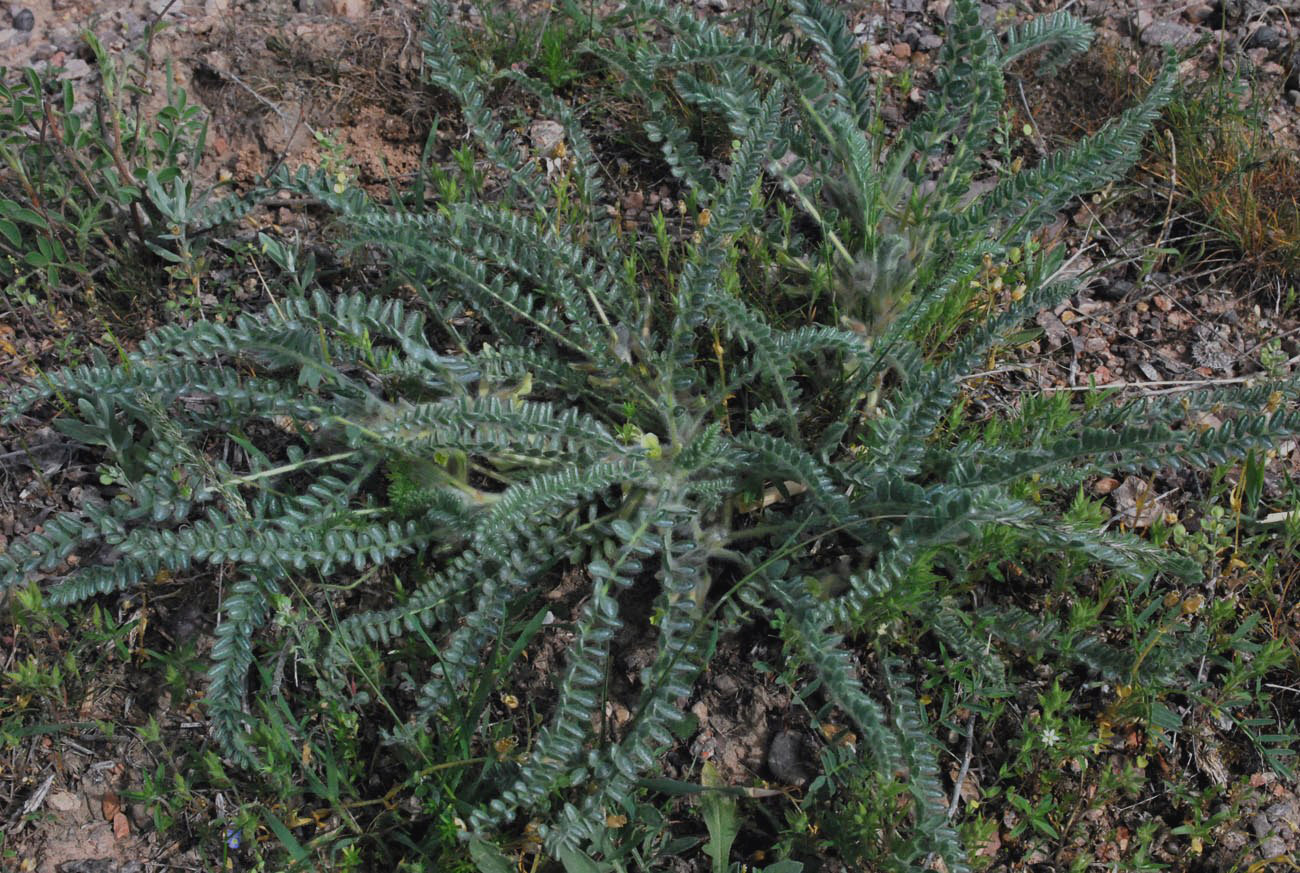 Изображение особи Astragalus mucidus.