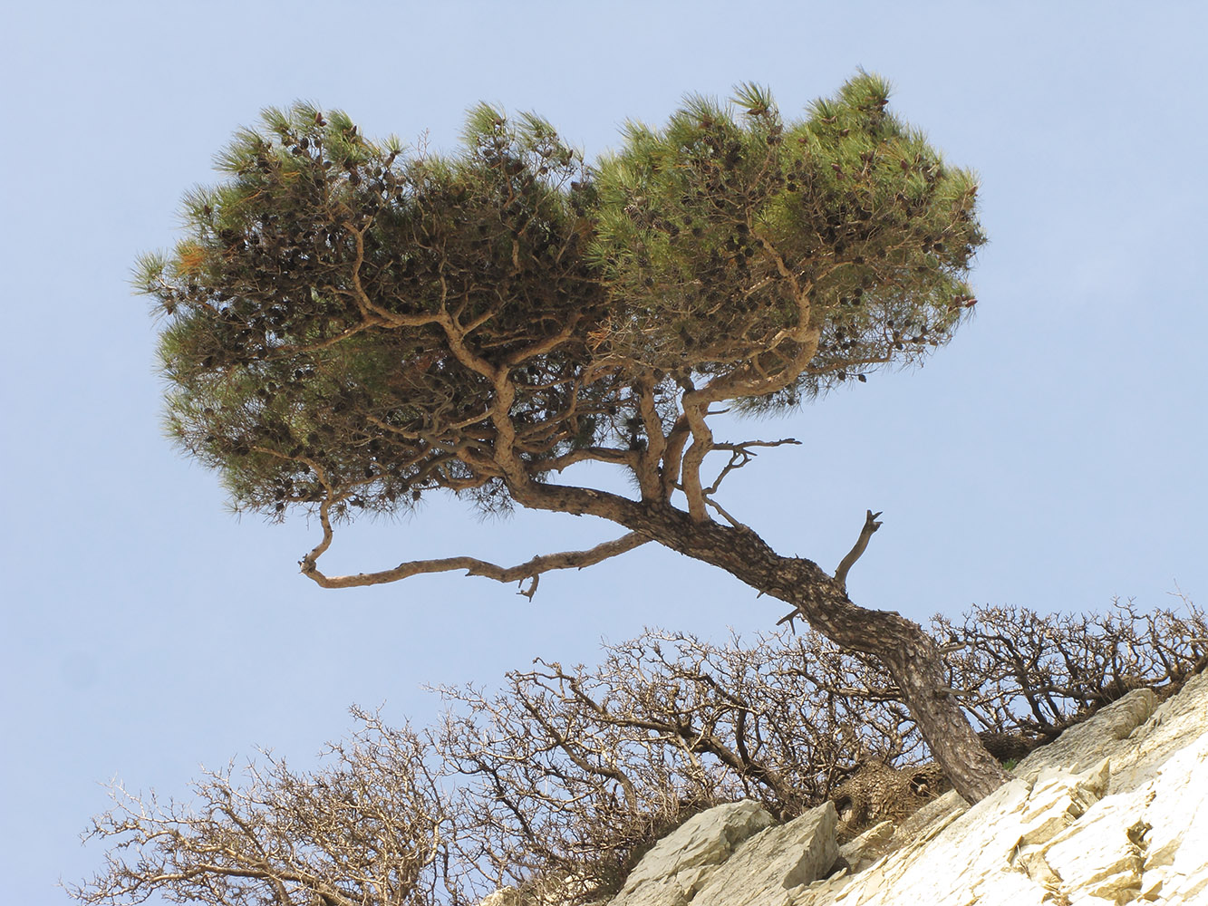 Image of Pinus pityusa specimen.