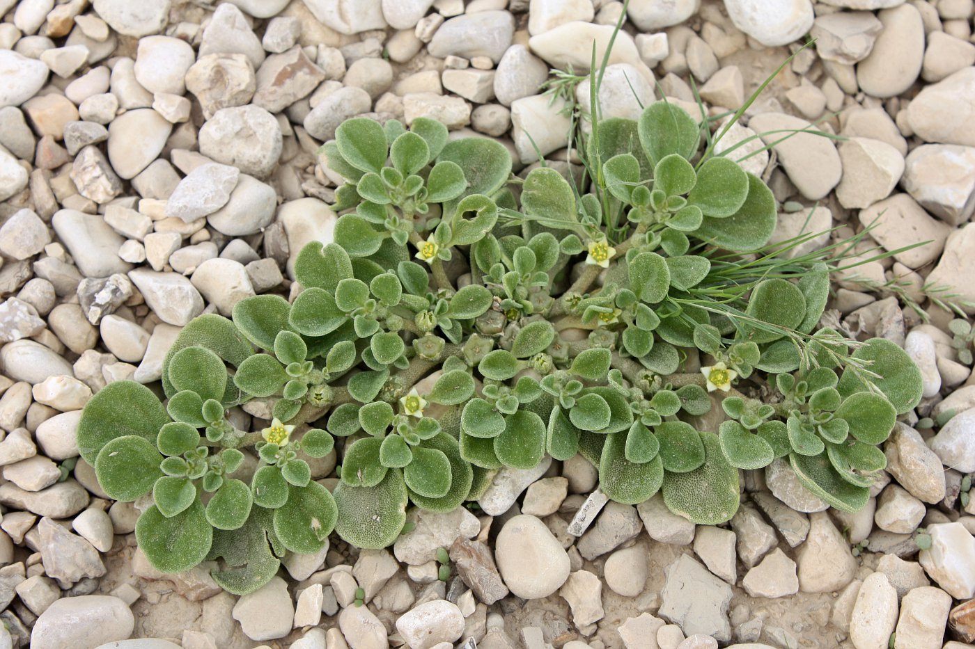 Image of Aizoon canariense specimen.