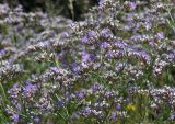 Limonium sareptanum. Часть соцветия. Саратовская обл., Саратовский р-н, в верхней части склона долины мелкой речки. 13 августа 2011 г.