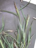 Echinochloa crus-galli