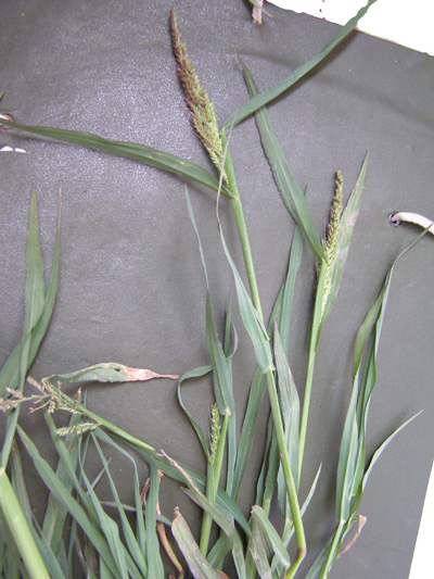 Image of Echinochloa crus-galli specimen.