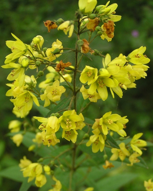 Изображение особи Lysimachia davurica.