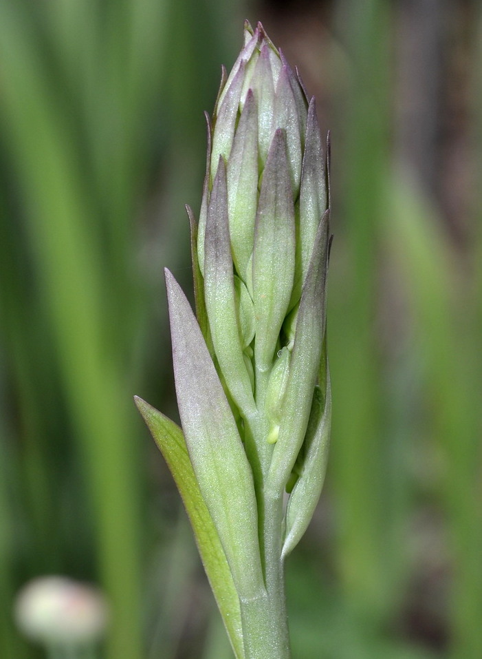 Изображение особи Himantoglossum calcaratum ssp. rumelicum.