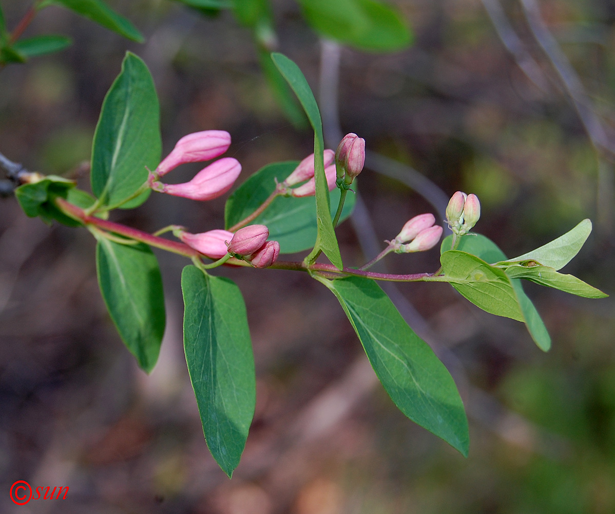 Изображение особи Lonicera tatarica.