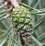 Pinus sylvestris. Молодая шишка. Германия, г. Дюссельдорф, Ботанический сад университета. 28.04.2014.