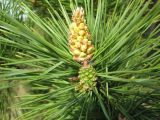 Pinus sylvestris. Верхушка побега с молодой шишкой и микростробилами. Новосибирская область, Карасукский р-н, с. Благодатное, ур. Бабешкино, лесонасаждение. 17.05.2014.